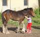 Irish Cob Hauge´s Aurora *solgt*