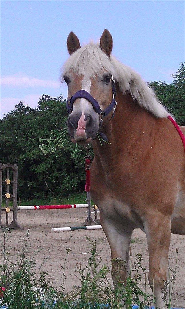 Haflinger Asterix (Gamle hest) billede 2