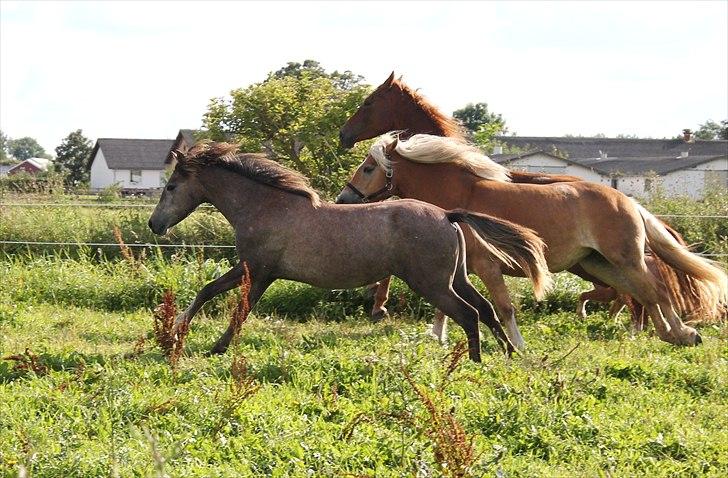 New Forest Maribell's Briony billede 15