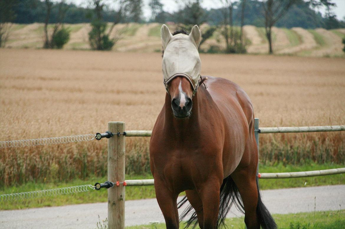 Hollandsk Varmblod Zippo billede 12