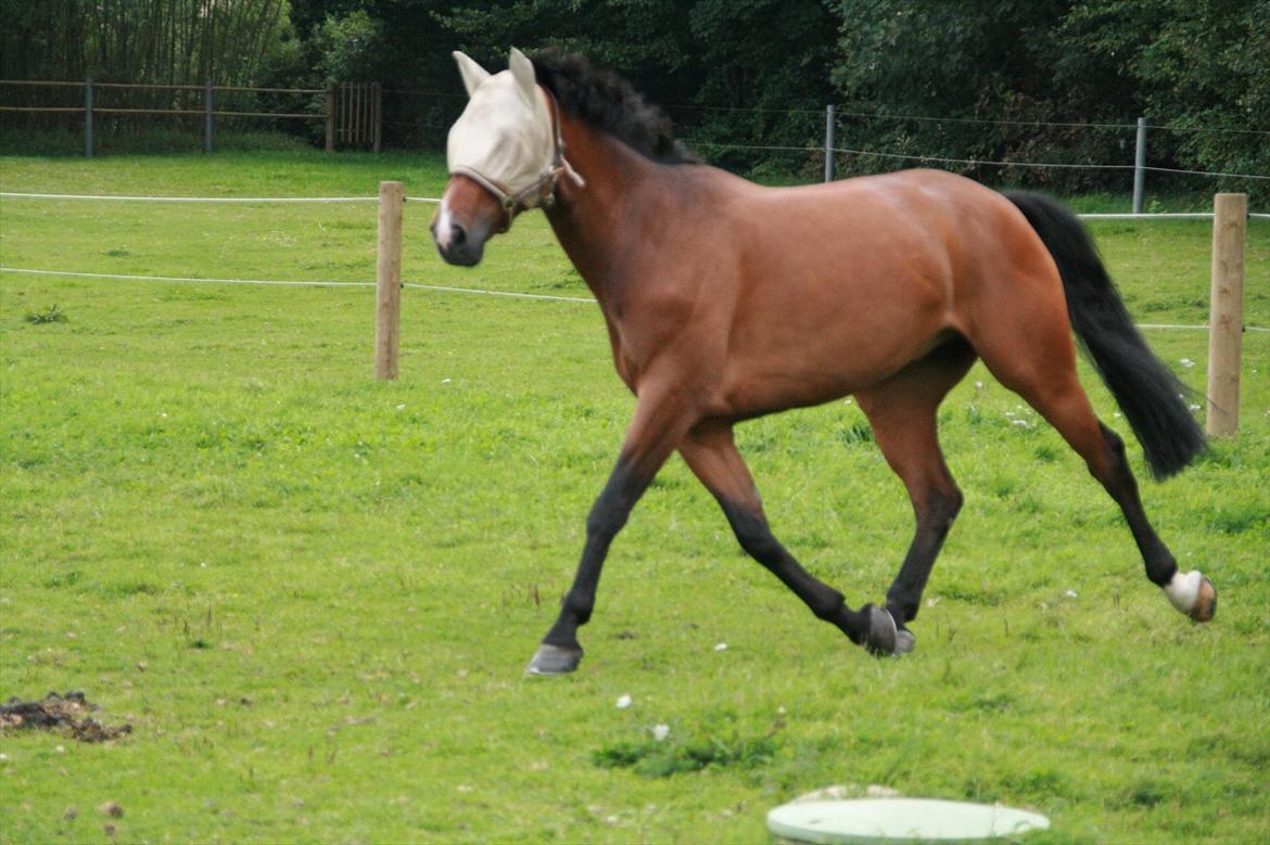 Hollandsk Varmblod Zippo billede 13