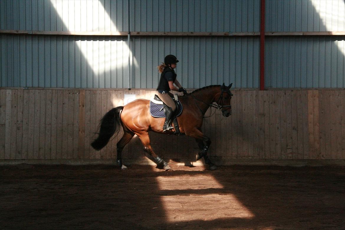 Hollandsk Varmblod Zippo billede 14