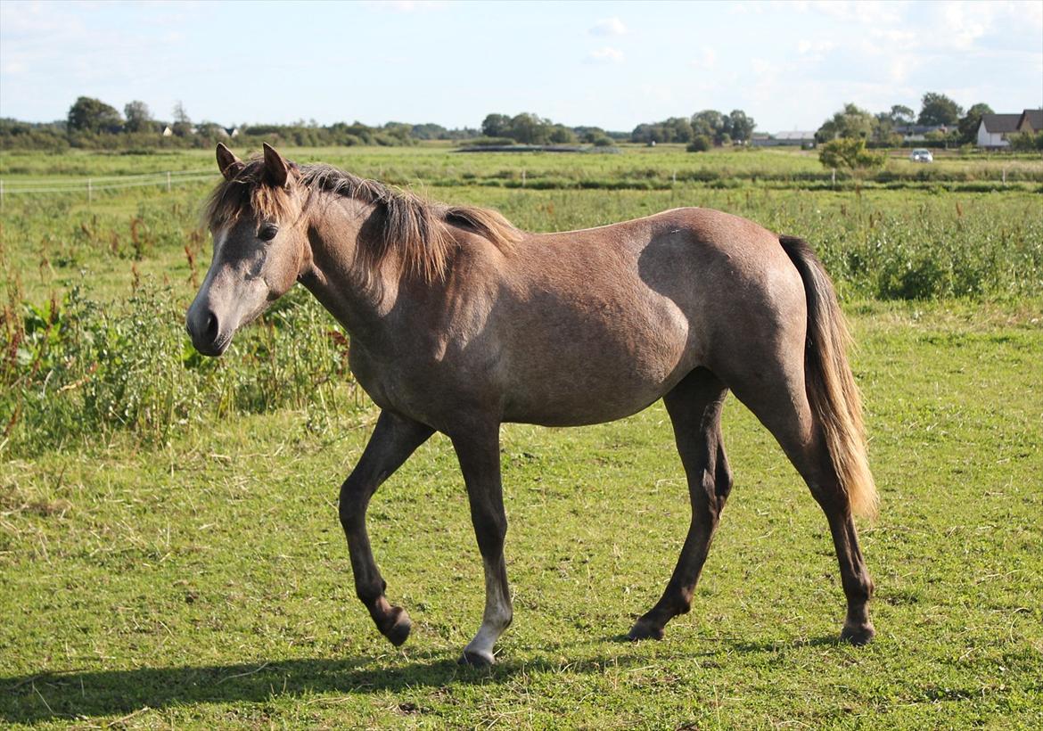 New Forest Maribell's Briony billede 18