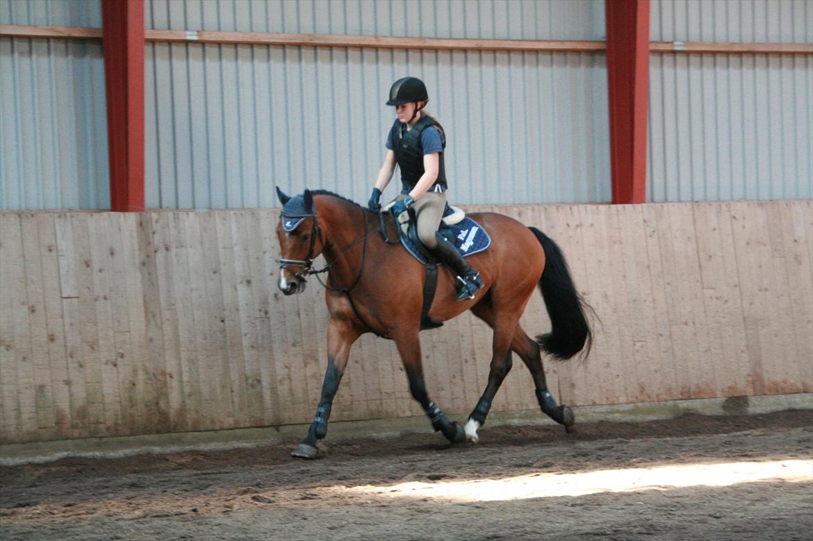 Hollandsk Varmblod Zippo billede 15