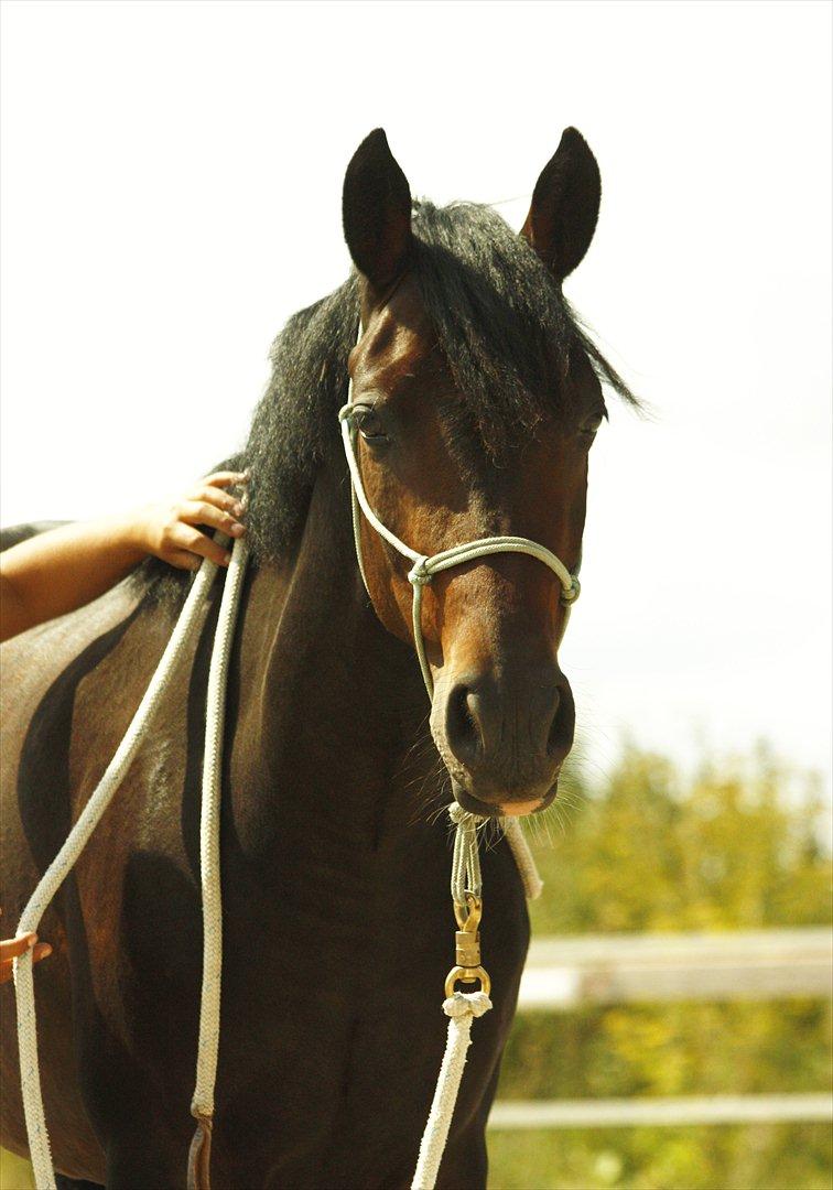 DSP | Vasehøjs Kasira | - [16] billede 11