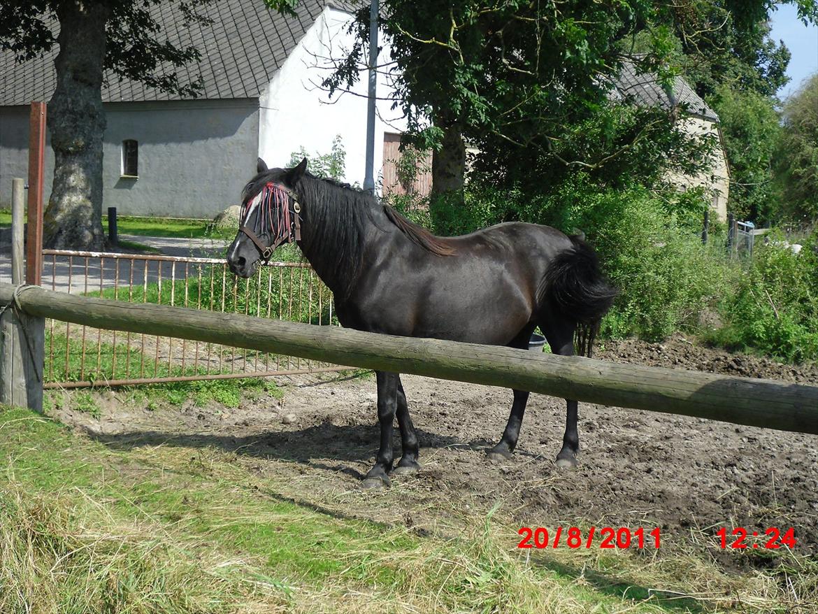 Irish Cob Crossbreed Freja billede 2