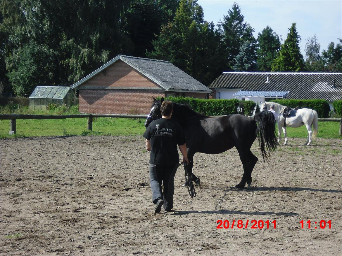 Irish Cob Crossbreed Freja billede 5