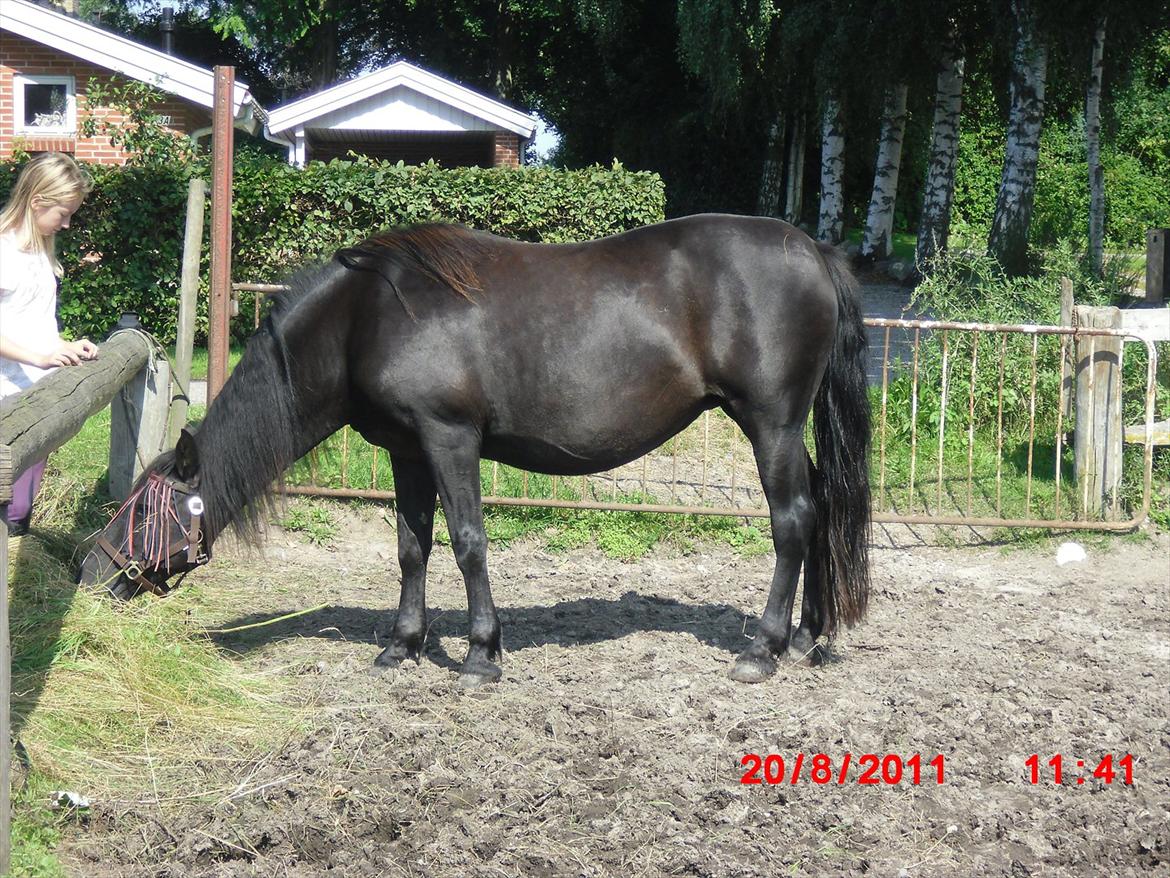 Irish Cob Crossbreed Freja billede 8