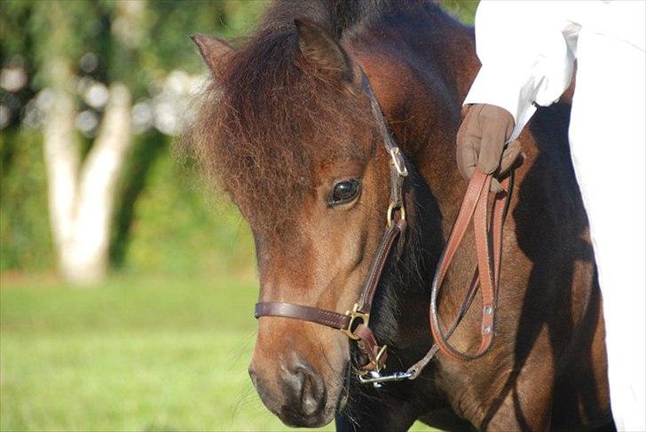 Shetlænder Ejstrups Perle - Perle til M og M show Foto : Sheila stald Vaseli. billede 6