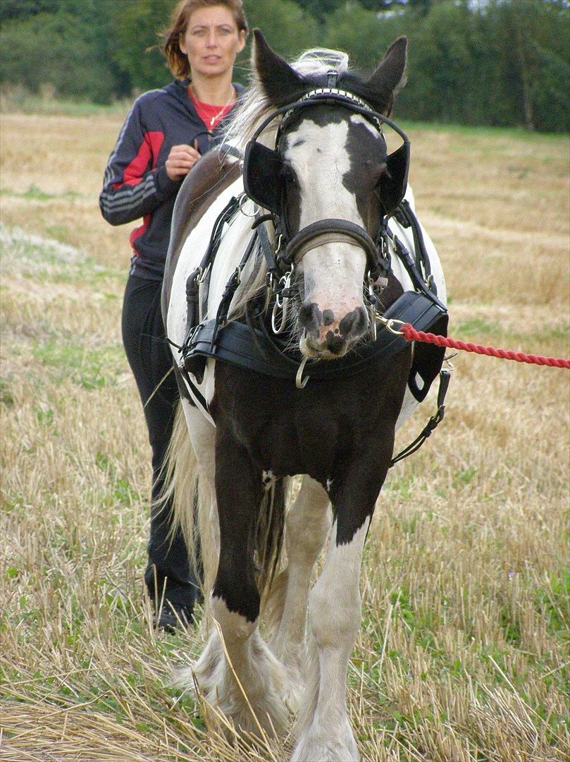 Irish Cob Princess Lynn *solgt* billede 15
