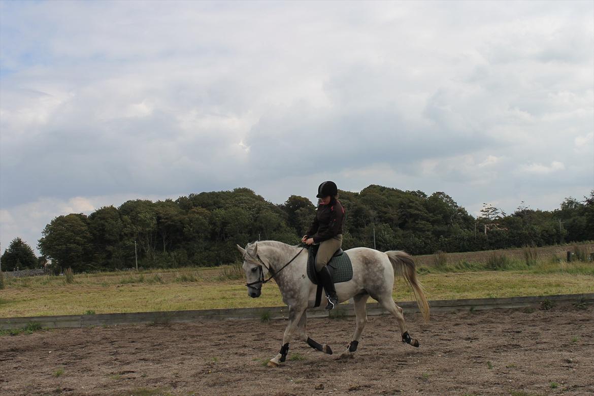 Pinto Araber Ib billede 2