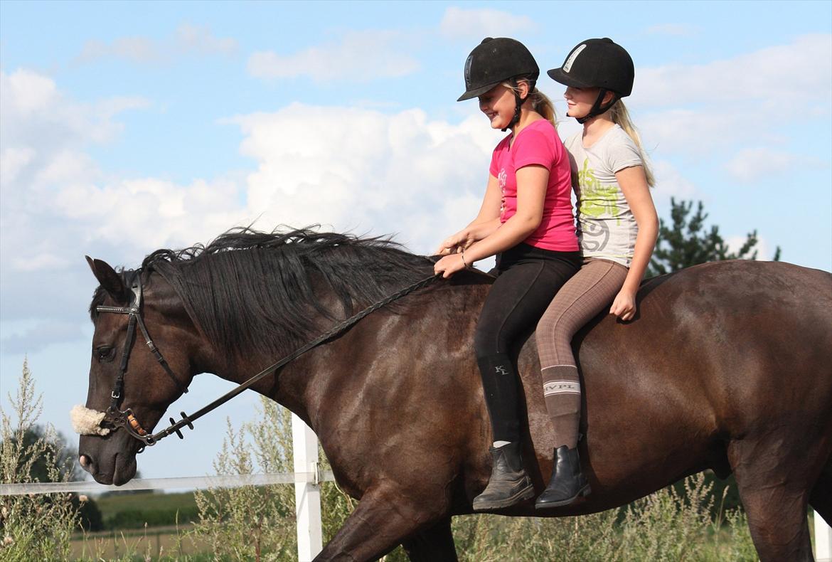 Oldenborg | Svalegaardens Indy - Børnehesten? :)  billede 18