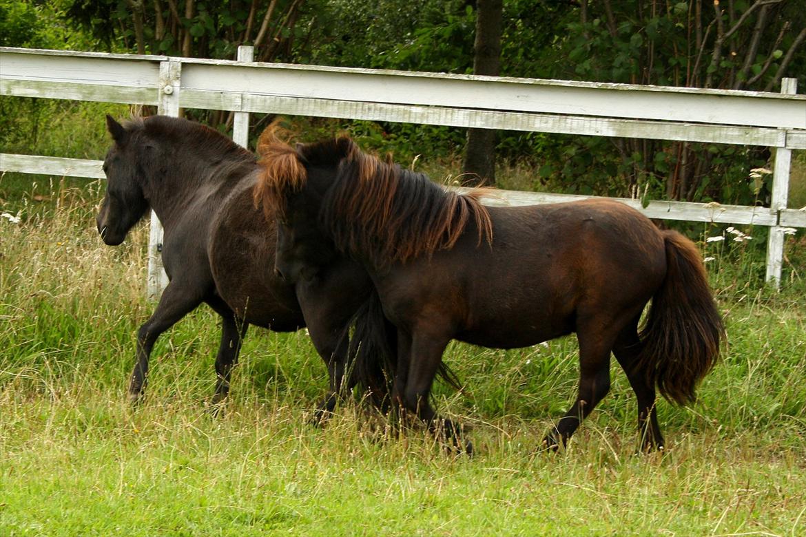 Miniature | Kærslunds La Cato - 4/ Taget d. 06-08-2011 billede 4