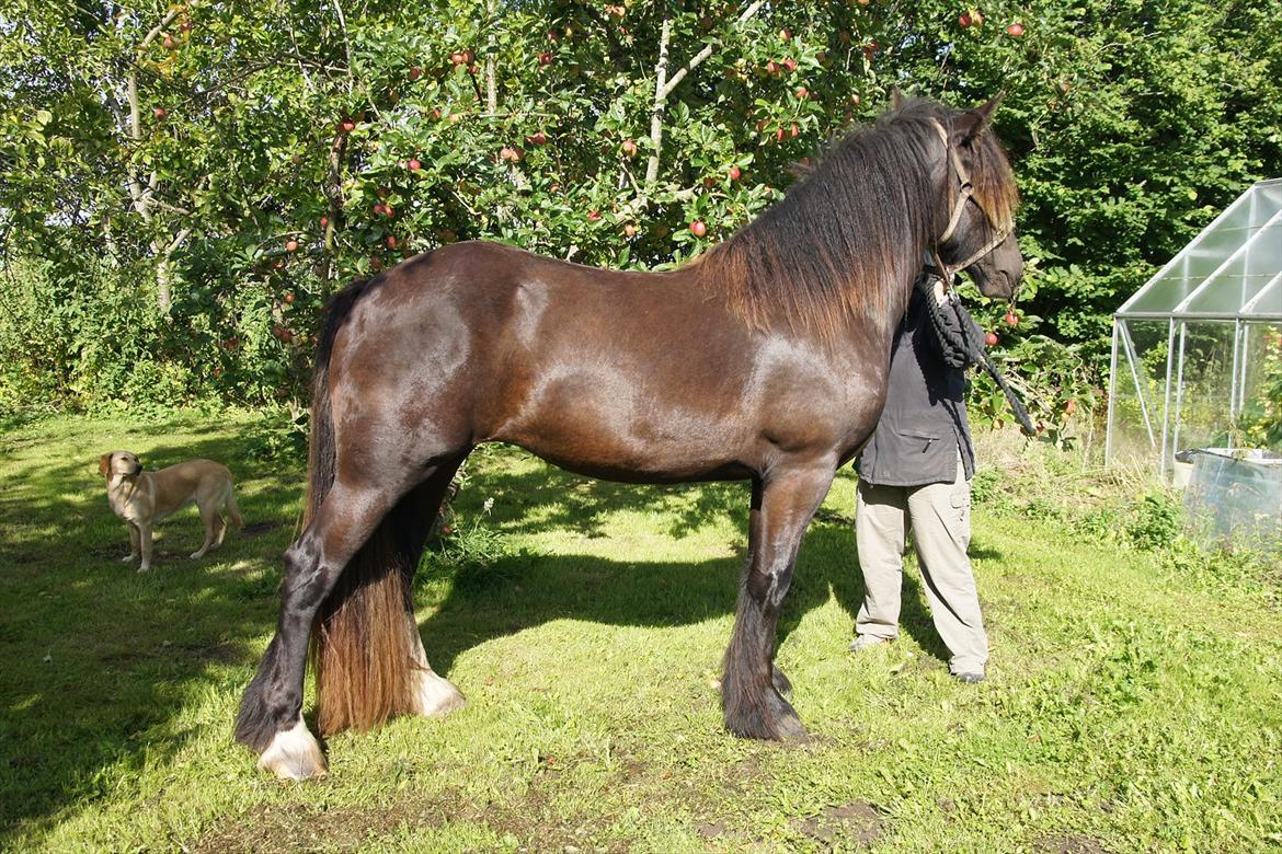 Irish Cob Its Devine  billede 3