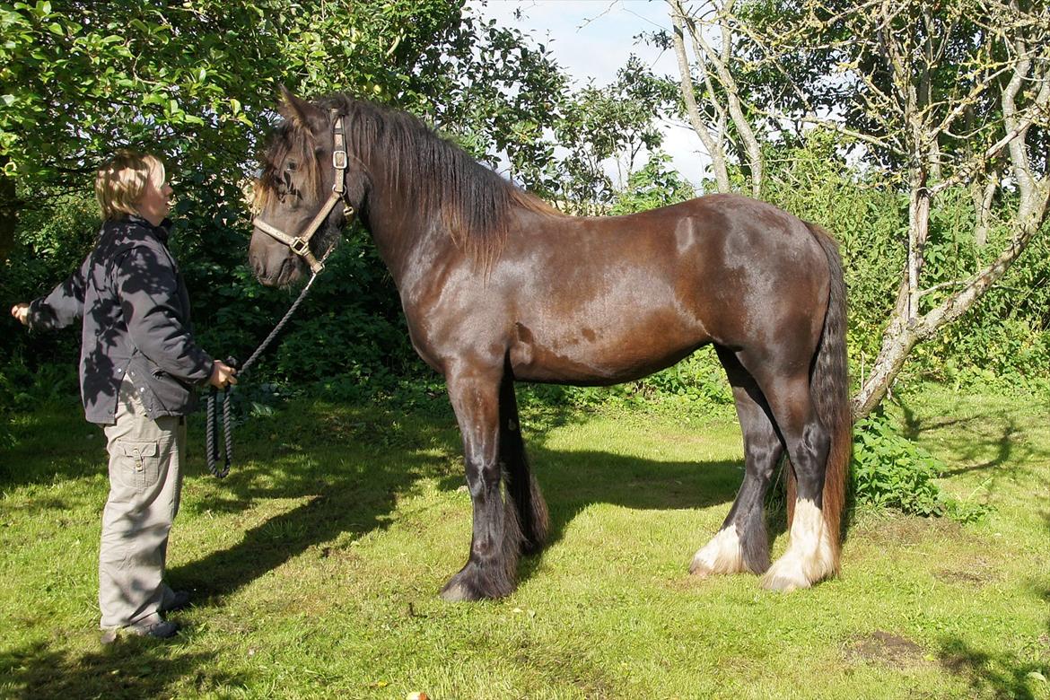 Irish Cob Its Devine  billede 1