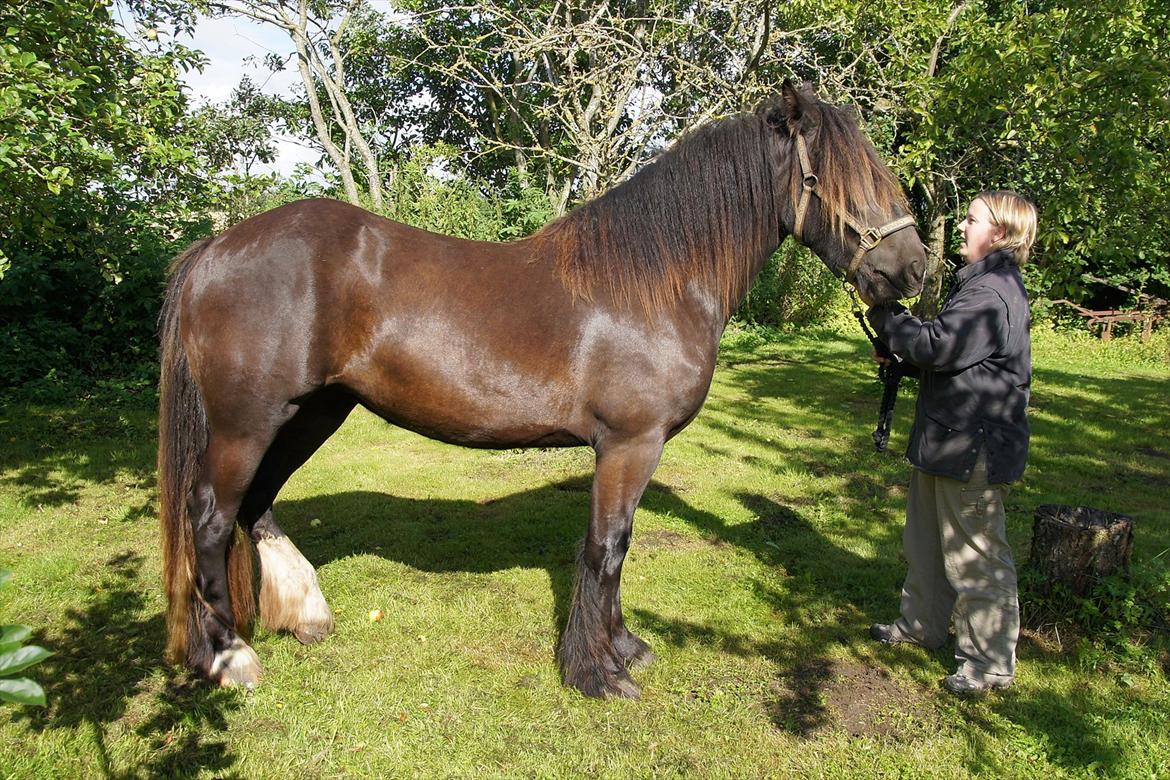 Irish Cob Its Devine  billede 2