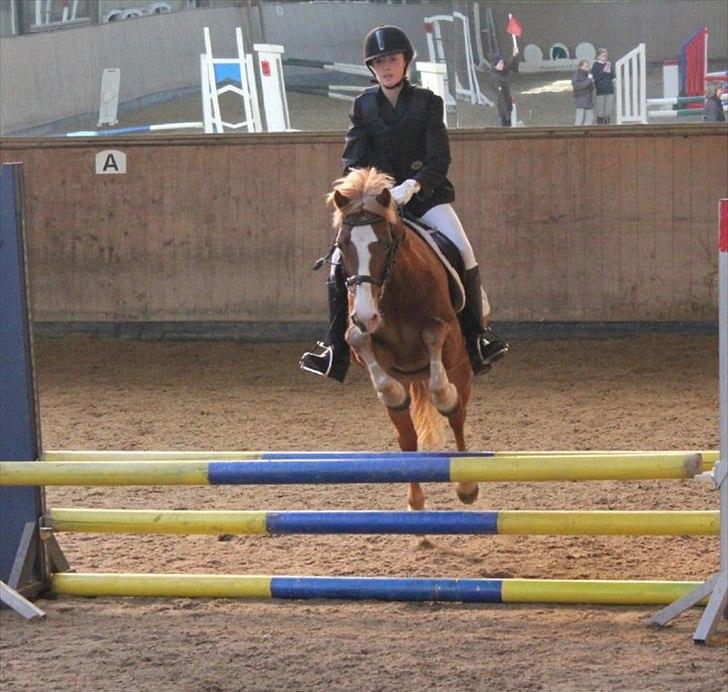 Welsh Pony af Cob-type (sec C) Faxi  - Min elskede Faxi <3 billede 2