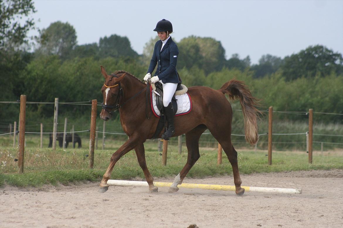 Anden særlig race Donna - Dressurstævne august 2011 billede 14