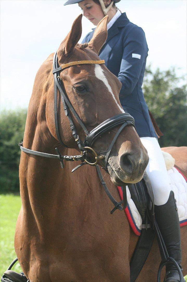 Anden særlig race Donna - Stævne august 2011
 billede 6