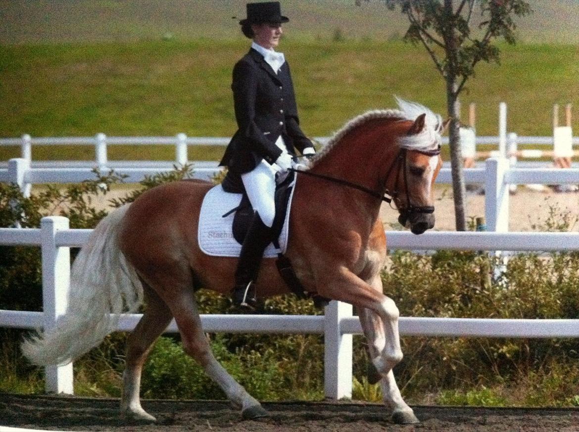 Haflinger STACHUS - DM for haflinger.
Stachus og jeg blev samlet nummer 6 ud af 24 starter. Så jeg er super stolt af min lille dreng, som tog det hele i stiv arm! :D
Beklager kvaliteten, men billedet er taget af et billed som jeg købte i dag på stævne pladsen :) billede 10
