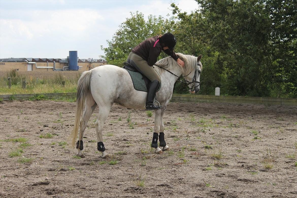 Pinto Araber Ib billede 3