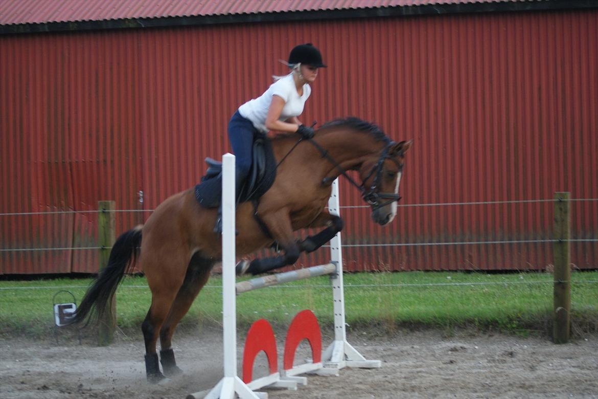 Belgisk Sportspony Jacorde "E" Van Het Juxschot *SOLGT* billede 18