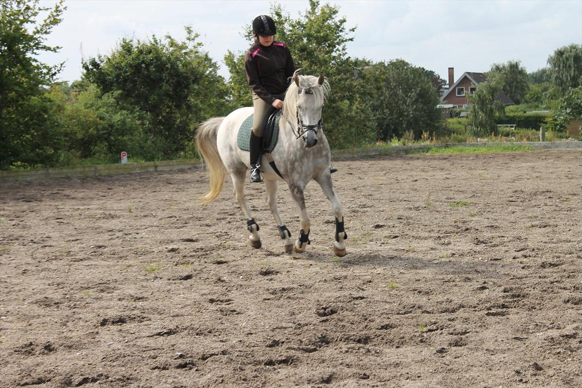 Pinto Araber Ib billede 4