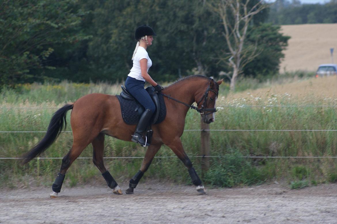 Belgisk Sportspony Jacorde "E" Van Het Juxschot *SOLGT* billede 19