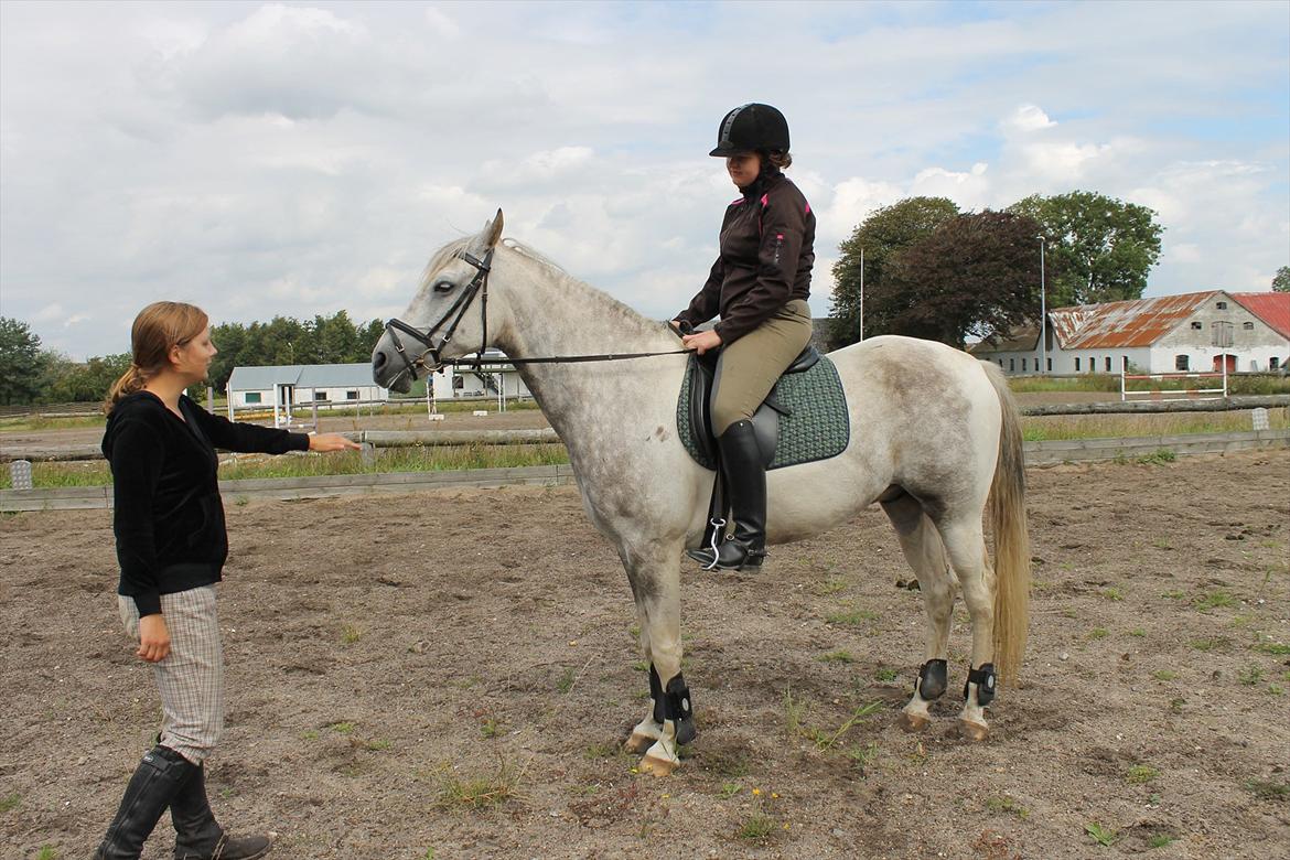 Pinto Araber Ib billede 5