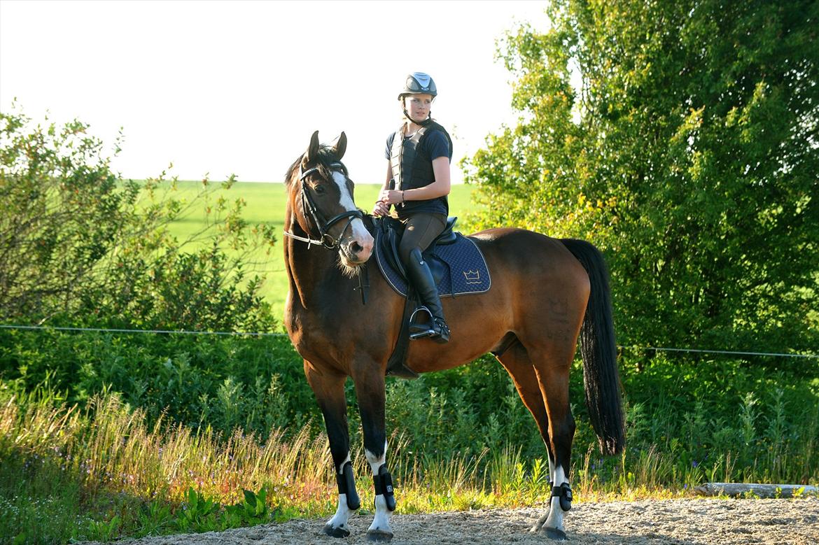 Dansk Varmblod Corazon billede 1