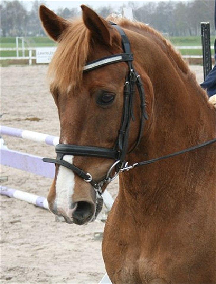 Anden særlig race Figaros Mikado  - Flotte Mikado!  billede 2