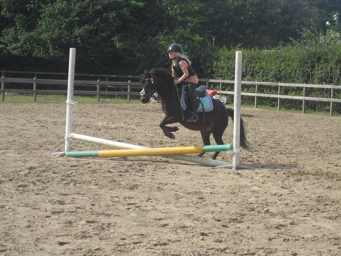 Welsh Mountain (sec A) Englyst Flame  billede 15