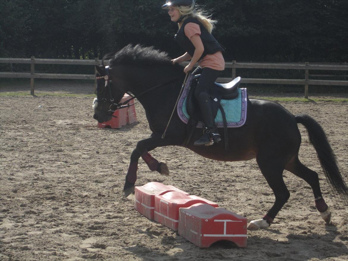 Welsh Mountain (sec A) Englyst Flame  billede 16