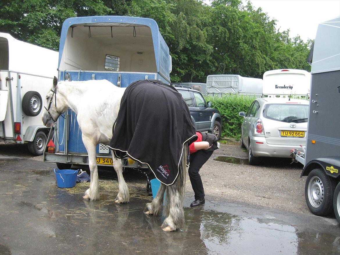 Tinker Sheik Af Irland - Kbhner ridtet 2011 
Sheik nyder mad, mens Rikke vasker pladder af, inden han skal ud på de næste 22 km billede 18