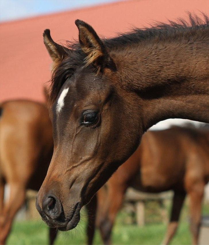 Arabisk fuldblod (OX) Amazing Grace D. - RESERVERET billede 12