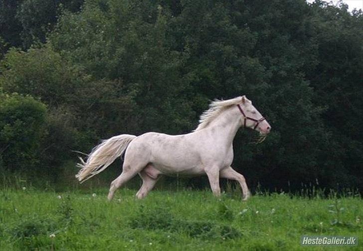 Palomino mello billede 3