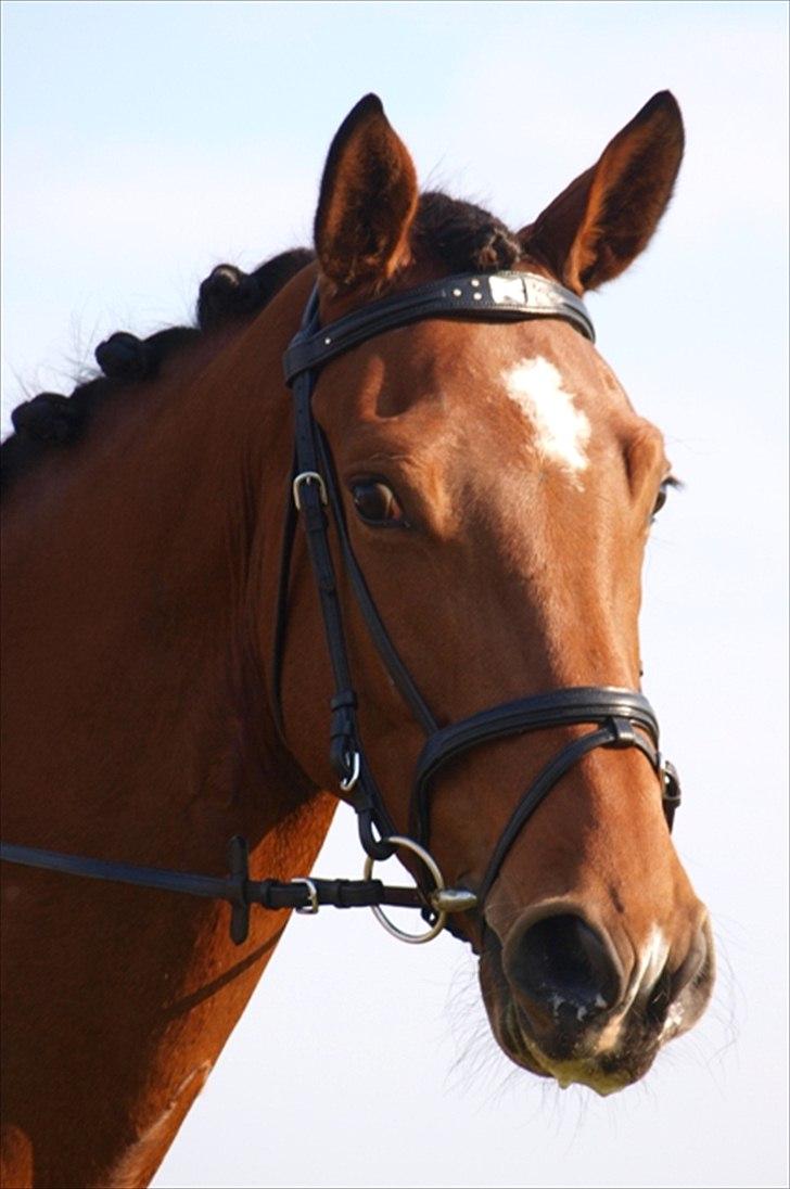 Dansk Varmblod Grevens Limone (Tøssen, Grevinden) - Grevens Limone
5 års Championat 2011 billede 2