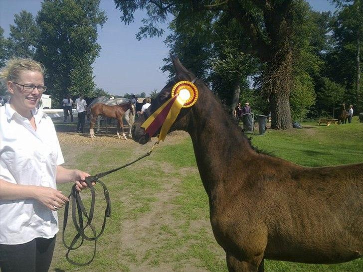 Trakehner Delina II E (Plejeføl) - Eliteskue Broholm billede 2