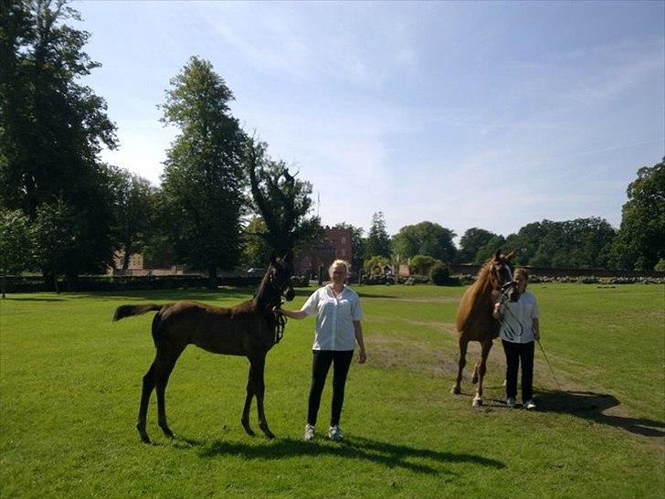 Trakehner Delina II E (Plejeføl) - Eliteskue Broholm billede 5
