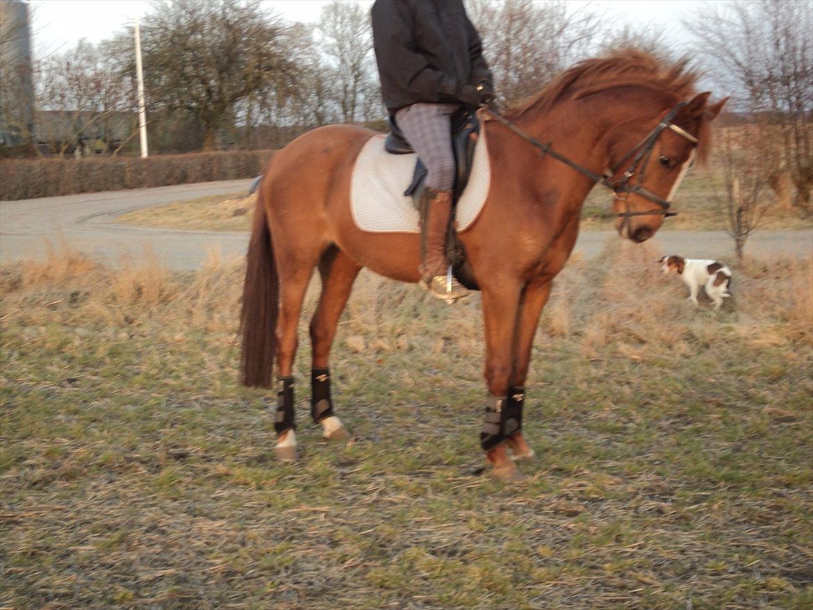 Anden særlig race Ahorns kira <3 *SOLGT* - sådan gør man det <3  billede 17