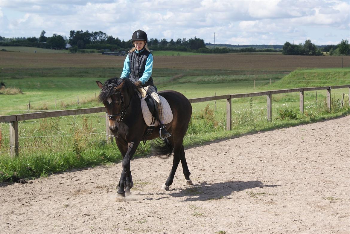 New Forest Dalgaardens Phoebe billede 2