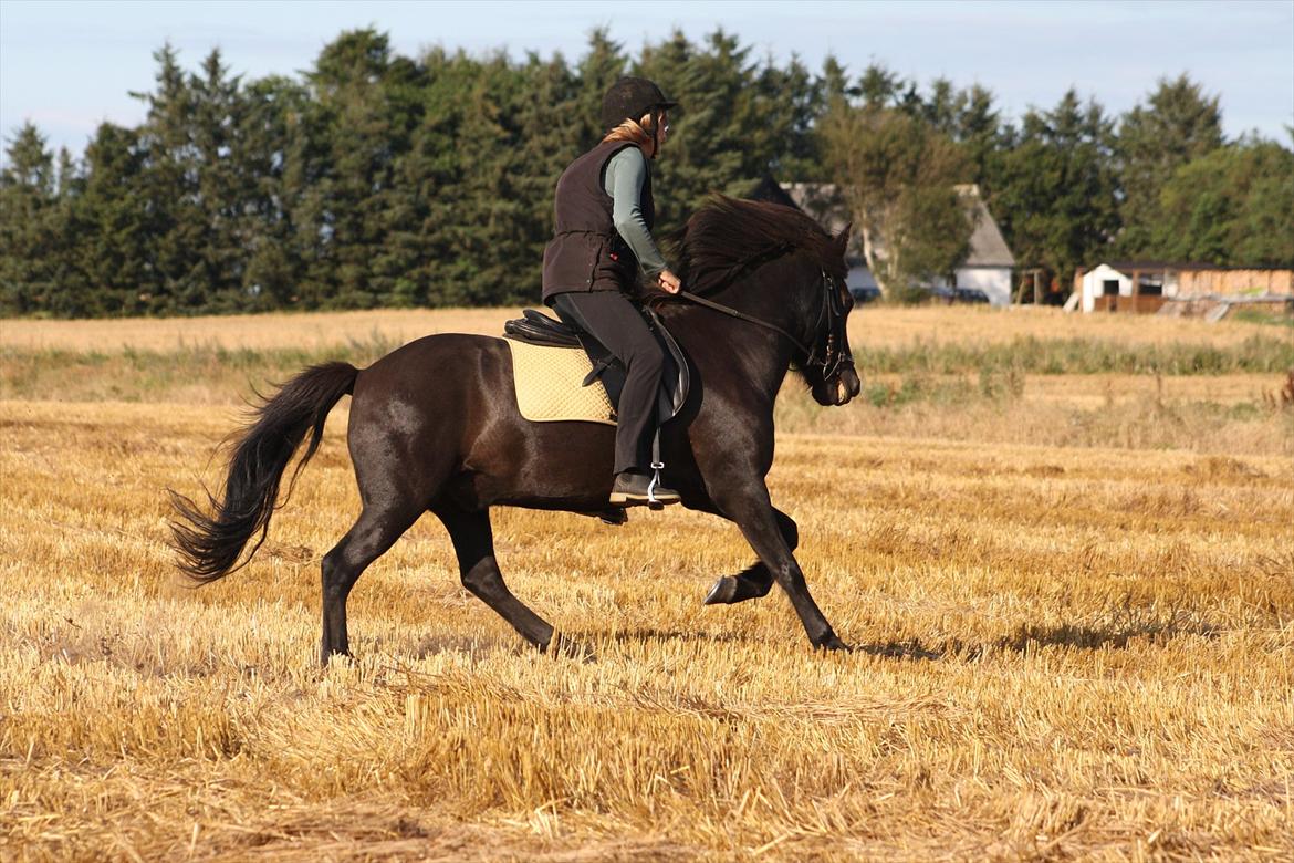 Islænder Ari fra Sysselhaven - Dejligt med stubmarker billede 12