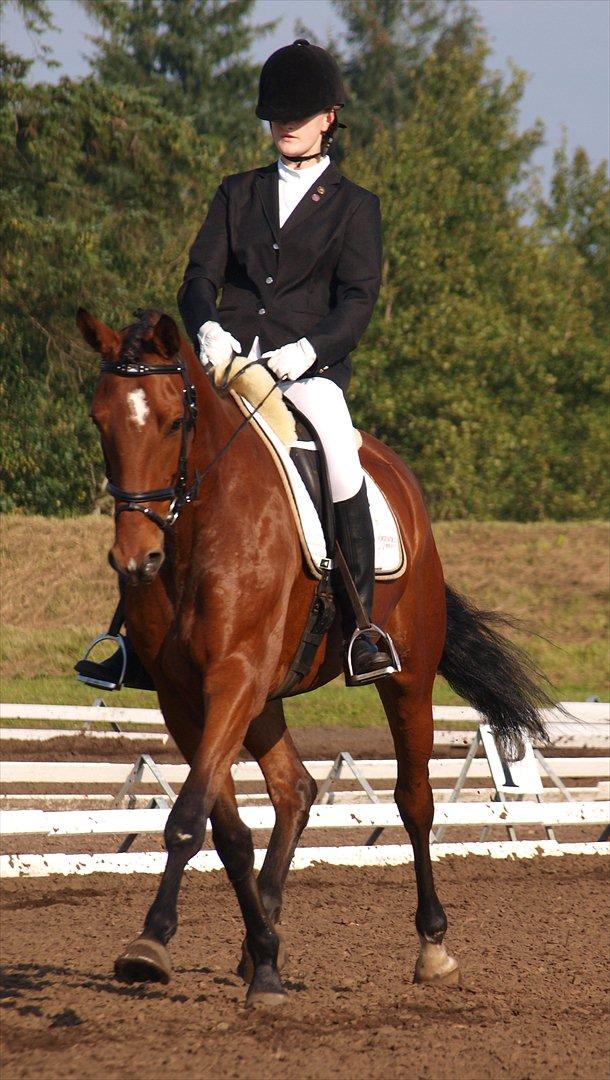 Dansk Varmblod Grevens Limone (Tøssen, Grevinden) - Love this pic :) billede 12