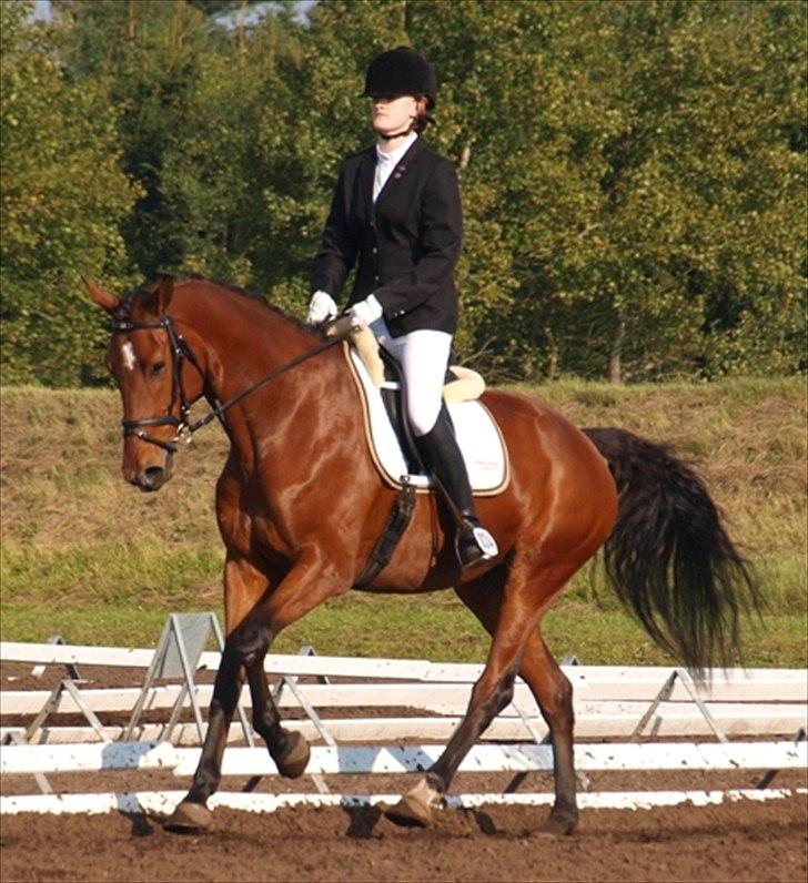 Dansk Varmblod Grevens Limone (Tøssen, Grevinden) - Arbejdes galop:) hun går da lidt op ad bakke:) billede 14