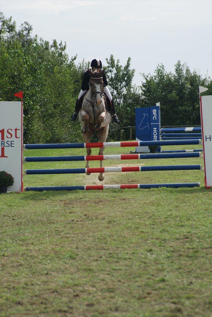 Anden særlig race Skonhøjs Murinho - Plet til DSA i Aalestrup. Han fik 7,9 i karakter billede 14
