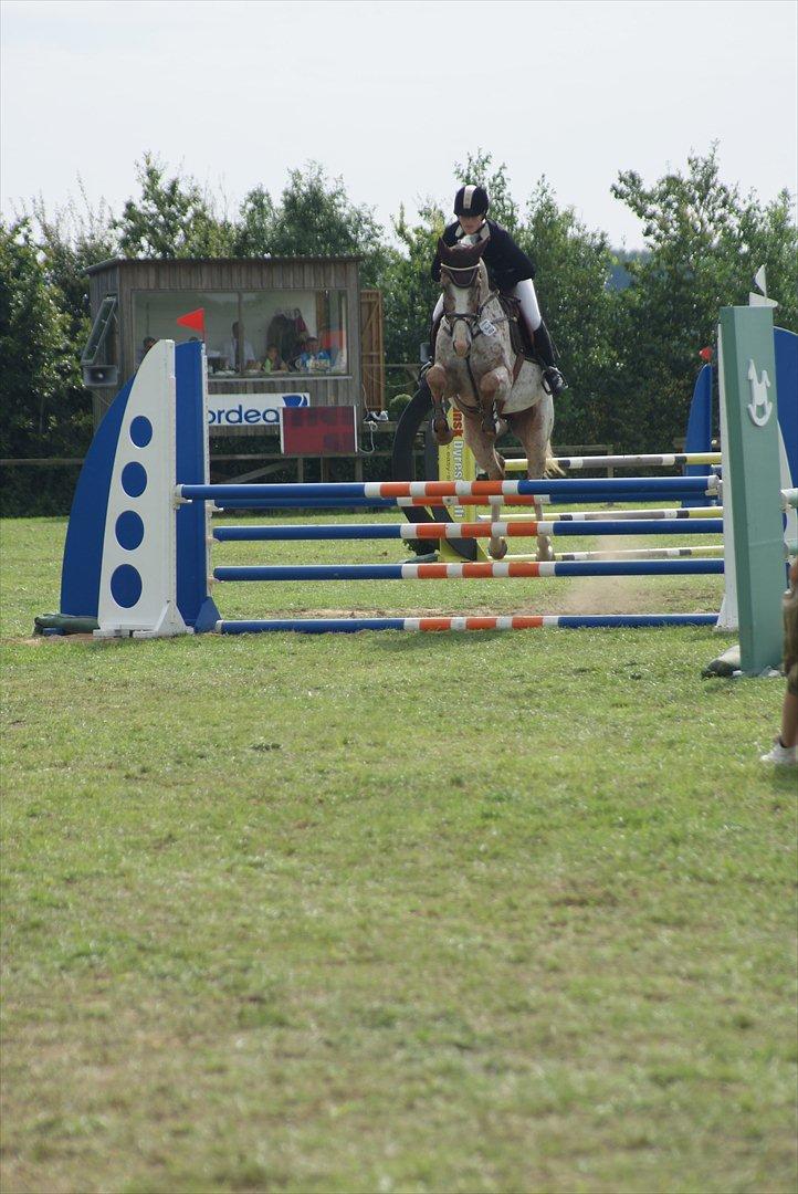 Anden særlig race Skonhøjs Murinho - Plet til DSA i Aalestrup. Han fik 7,9 i karakter billede 15