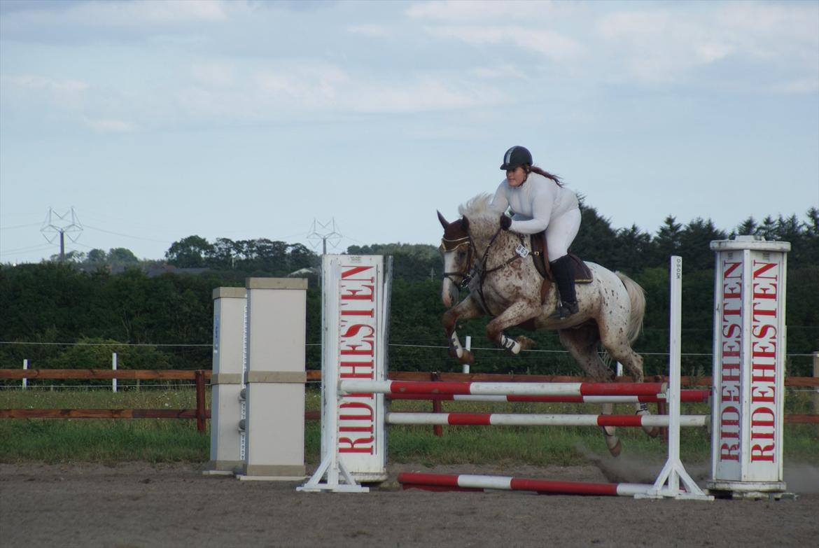 Anden særlig race Skonhøjs Murinho - Betina og plet til stævne på DDHS billede 16