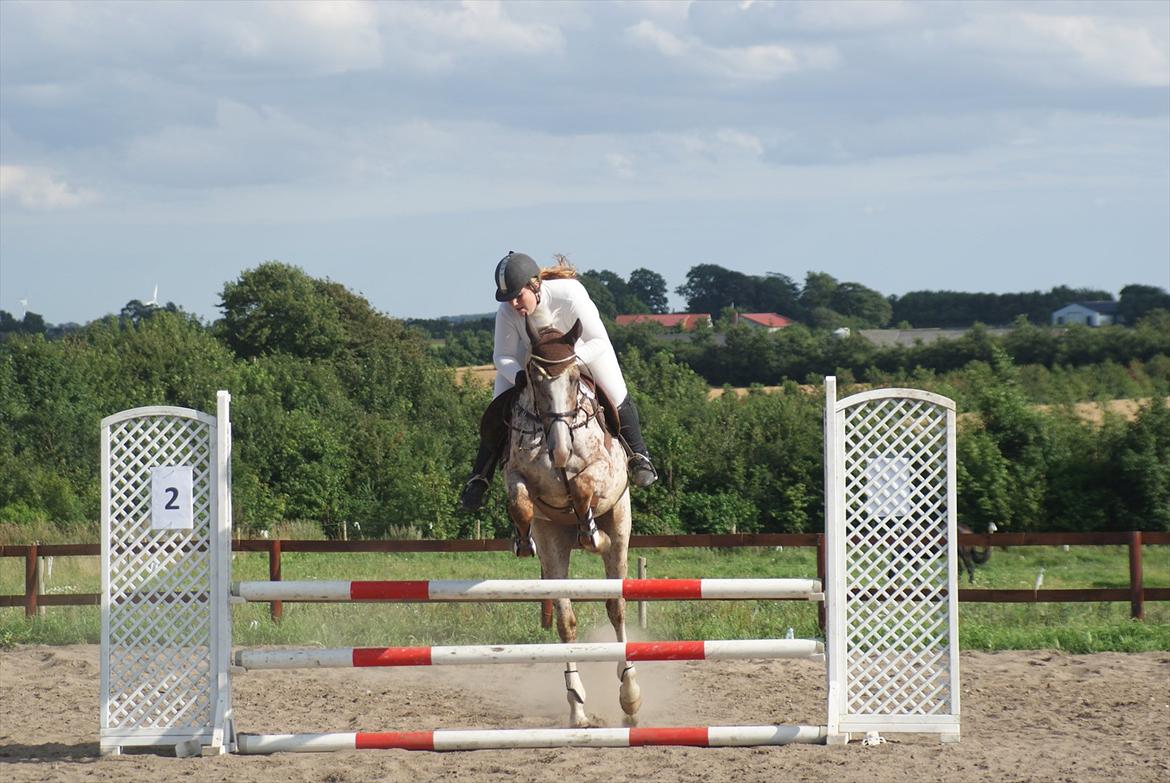 Anden særlig race Skonhøjs Murinho - Betina og plet til stævne på DDHS billede 17