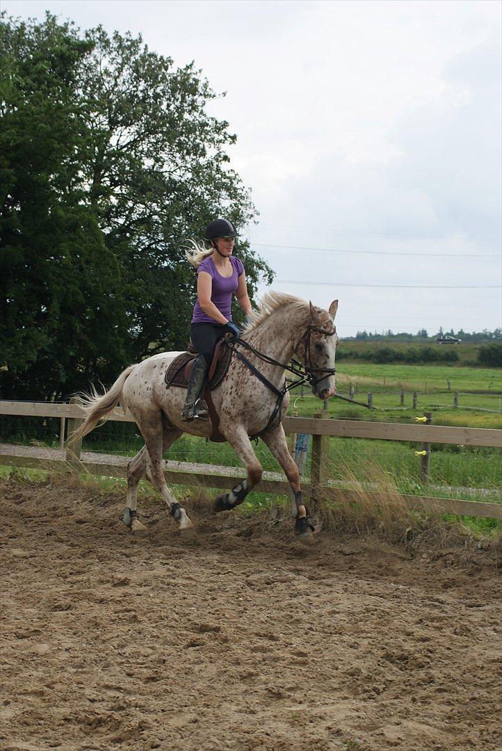 Anden særlig race Skonhøjs Murinho billede 18