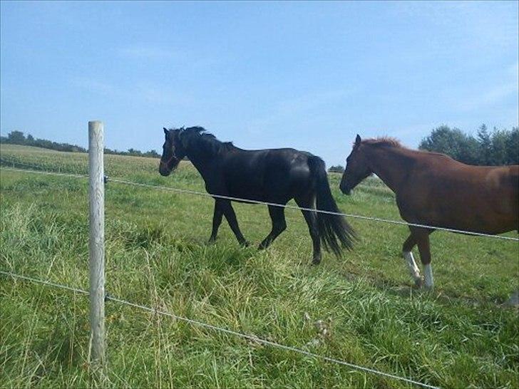 Anden særlig race Bella * Himmelhest* billede 14